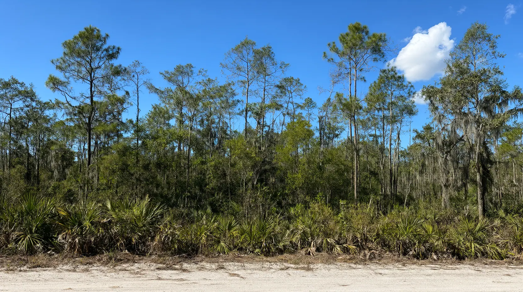 Slash pine stand with a dense palmetto and gallberry understory, brush clearing in Jacksonville, FL