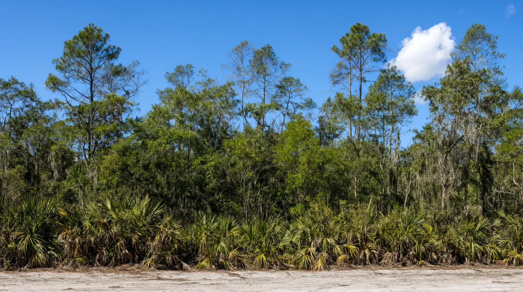 Thick pine, oak and palmetto woods before a lane was cut, before clearing, forestry mulching in Flagler County, FL