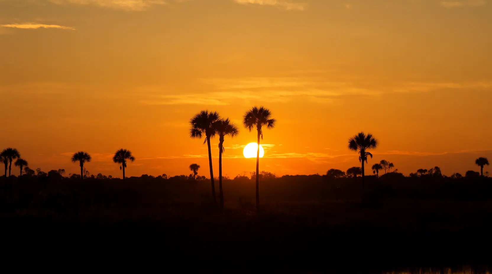 Sunset behind cabbage palms over flat Northeast Florida woods, forestry mulching in Baker County, FL